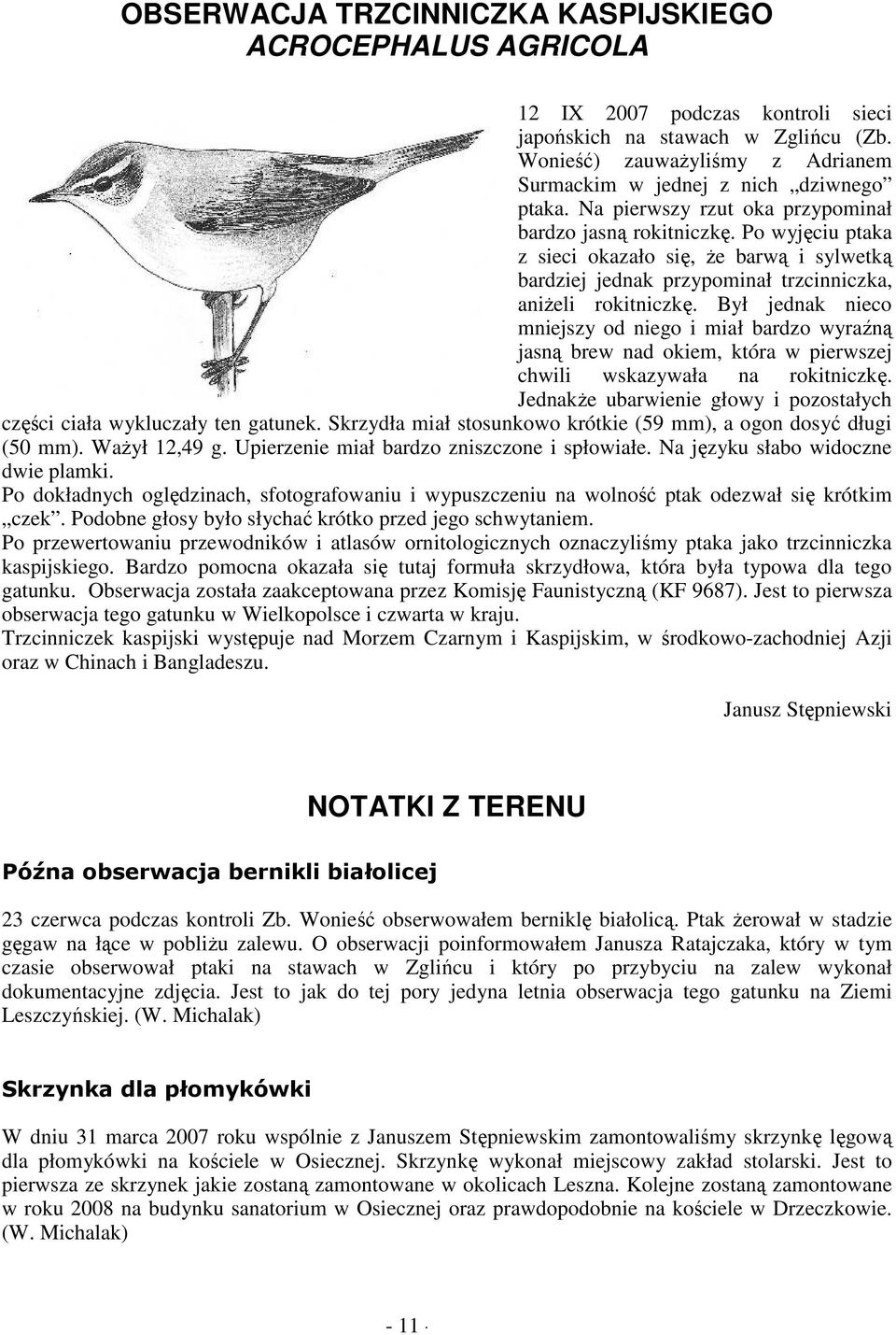 Po wyjęciu ptaka z sieci okazało się, Ŝe barwą i sylwetką bardziej jednak przypominał trzcinniczka, aniŝeli rokitniczkę.