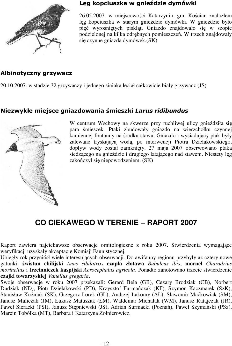 w stadzie 32 grzywaczy i jednego siniaka leciał całkowicie biały grzywacz (JS) Niezwykłe miejsce gniazdowania śmieszki Larus ridibundus W centrum Wschowy na skwerze przy ruchliwej ulicy gnieździła