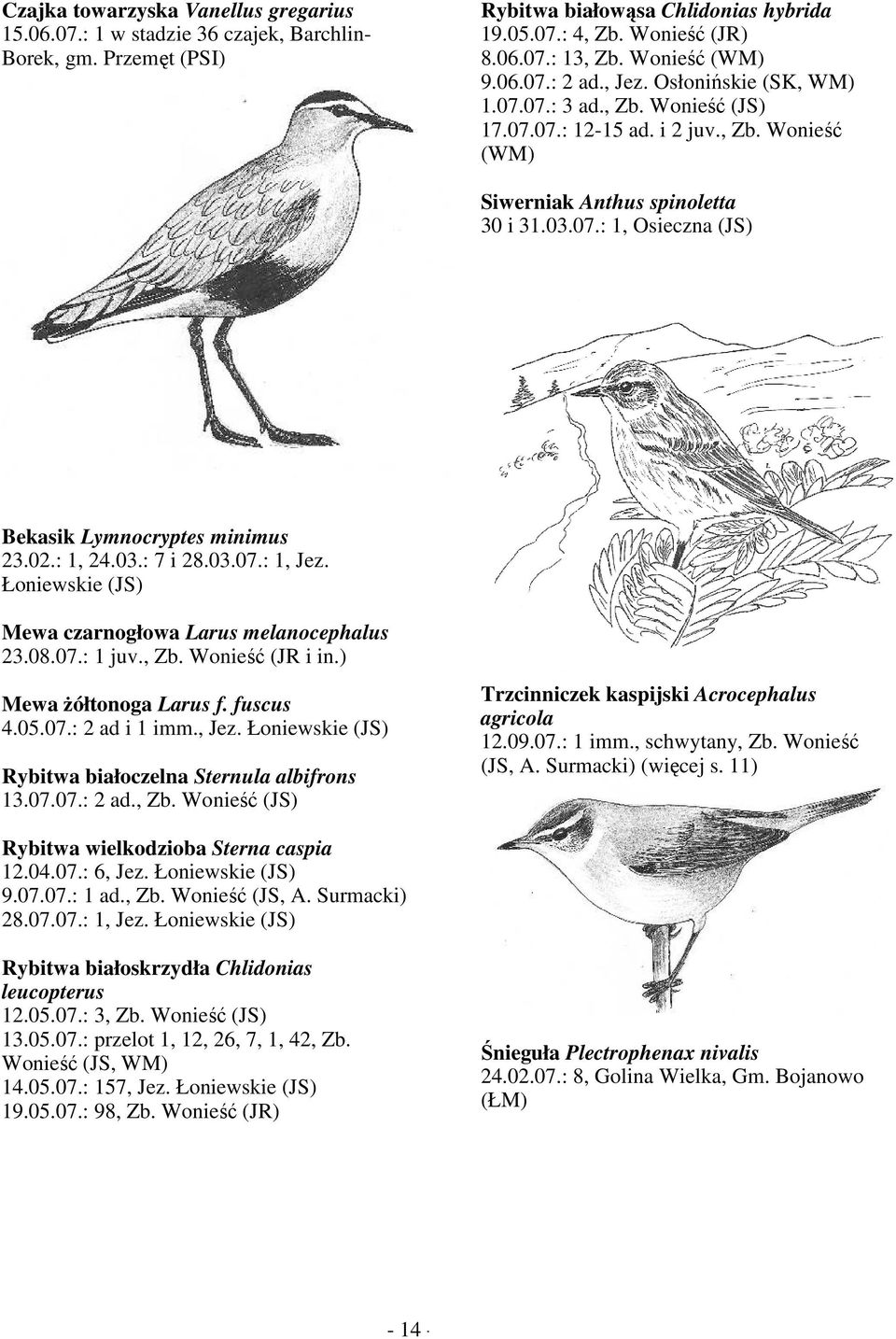 02.: 1, 24.03.: 7 i 28.03.07.: 1, Jez. Łoniewskie (JS) Mewa czarnogłowa Larus melanocephalus 23.08.07.: 1 juv., Zb. Wonieść (JR i in.) Mewa Ŝółtonoga Larus f. fuscus 4.05.07.: 2 ad i 1 imm., Jez. Łoniewskie (JS) Rybitwa białoczelna Sternula albifrons 13.