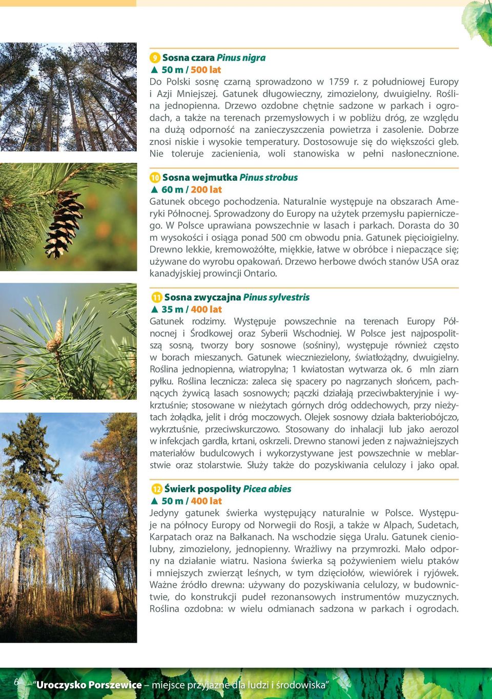 Dobrze znosi niskie i wysokie temperatury. Dostosowuje się do większości gleb. Nie toleruje zacienienia, woli stanowiska w pełni nasłonecznione.