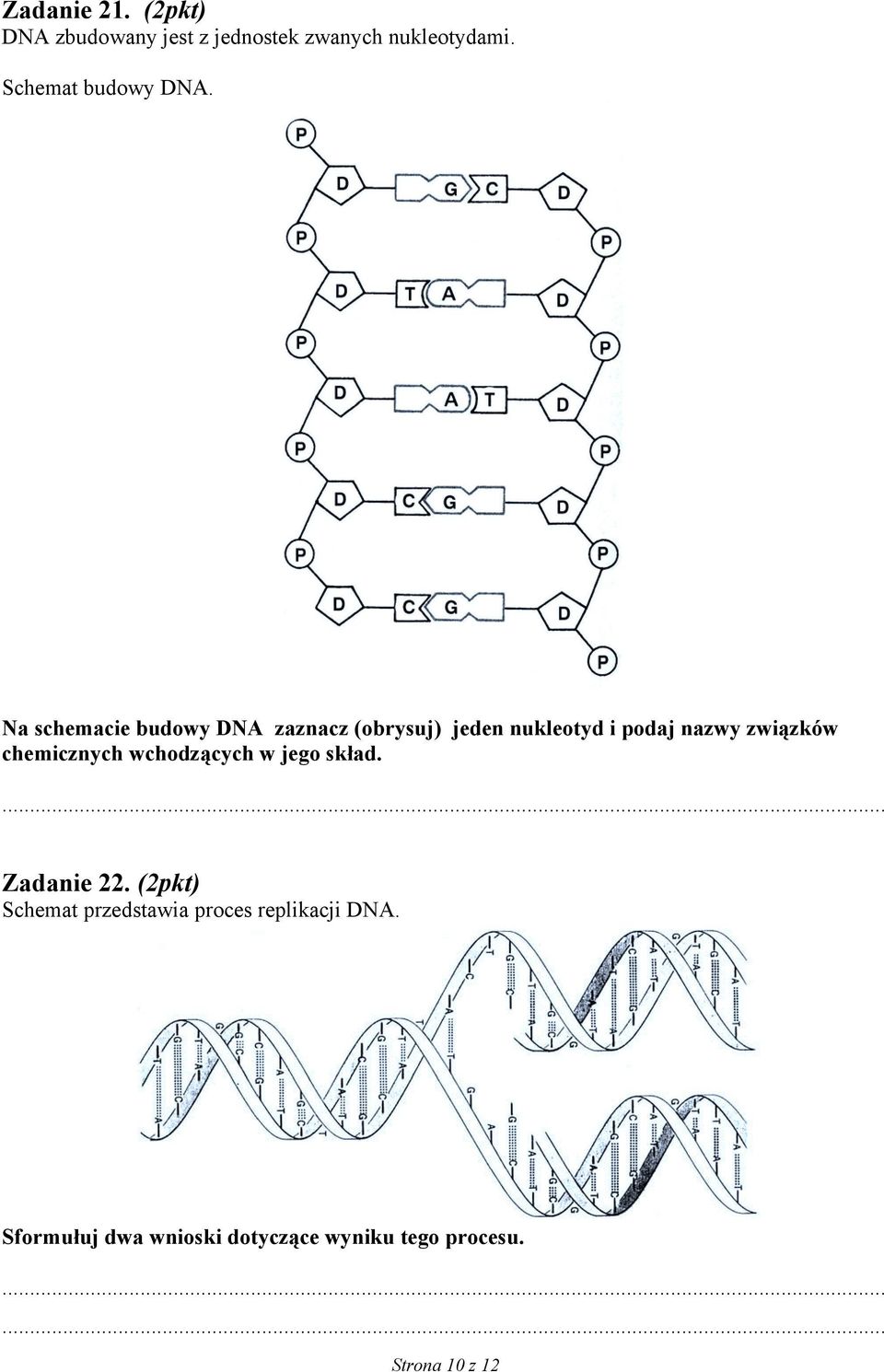 Na schemacie budowy DNA zaznacz (obrysuj) jeden nukleotyd i podaj nazwy związków