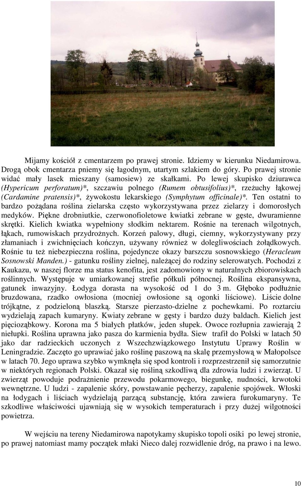 Po lewej skupisko dziurawca (Hypericum perforatum)*, szczawiu polnego (Rumem obtusifolius)*, rzeżuchy łąkowej (Cardamine pratensis)*, żywokostu lekarskiego (Symphytum officinale)*.