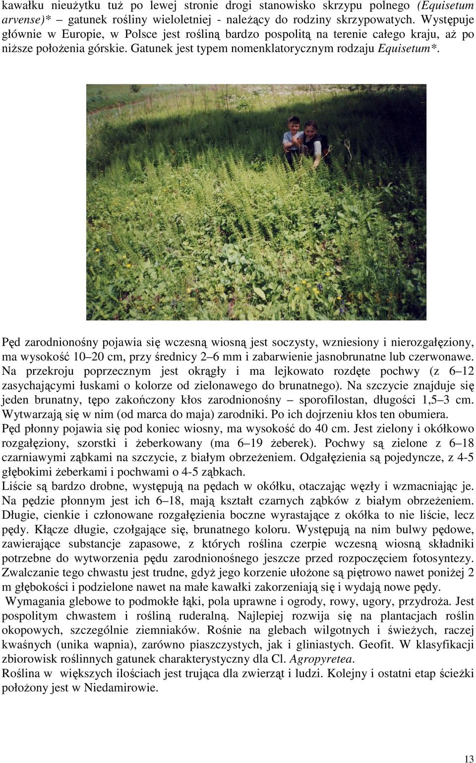 Pęd zarodnionośny pojawia się wczesną wiosną jest soczysty, wzniesiony i nierozgałęziony, ma wysokość 10 20 cm, przy średnicy 2 6 mm i zabarwienie jasnobrunatne lub czerwonawe.