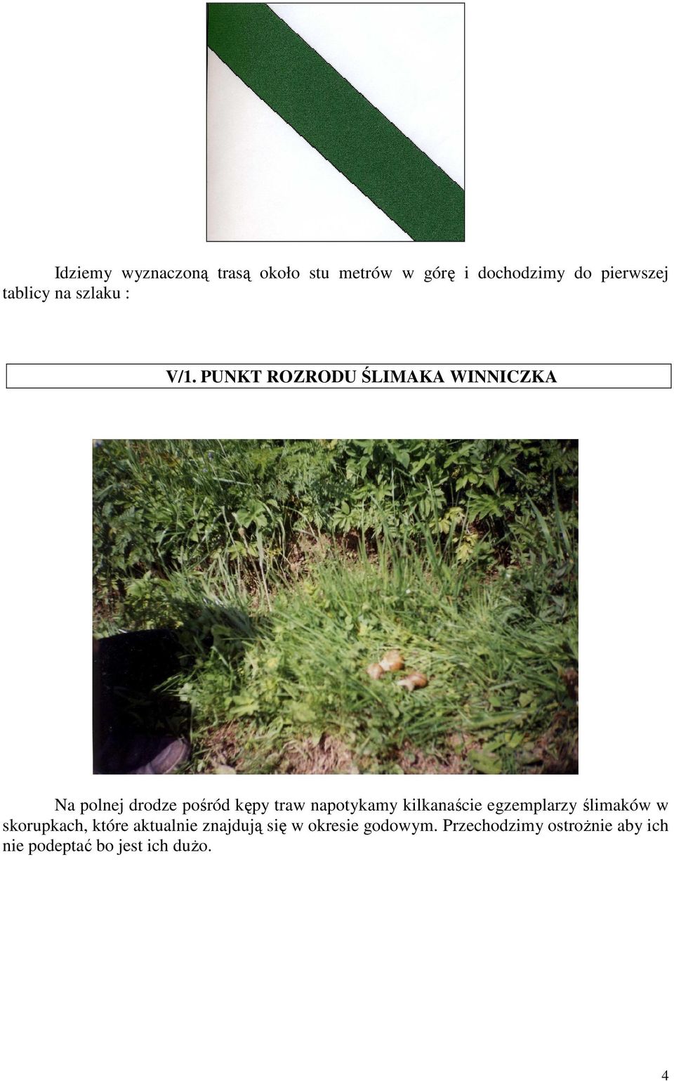 PUNKT ROZRODU ŚLIMAKA WINNICZKA Na polnej drodze pośród kępy traw napotykamy
