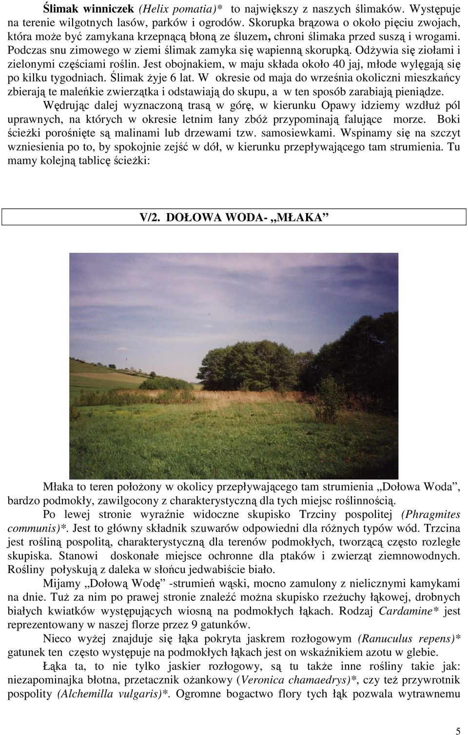 Odżywia się ziołami i zielonymi częściami roślin. Jest obojnakiem, w maju składa około 40 jaj, młode wylęgają się po kilku tygodniach. Ślimak żyje 6 lat.