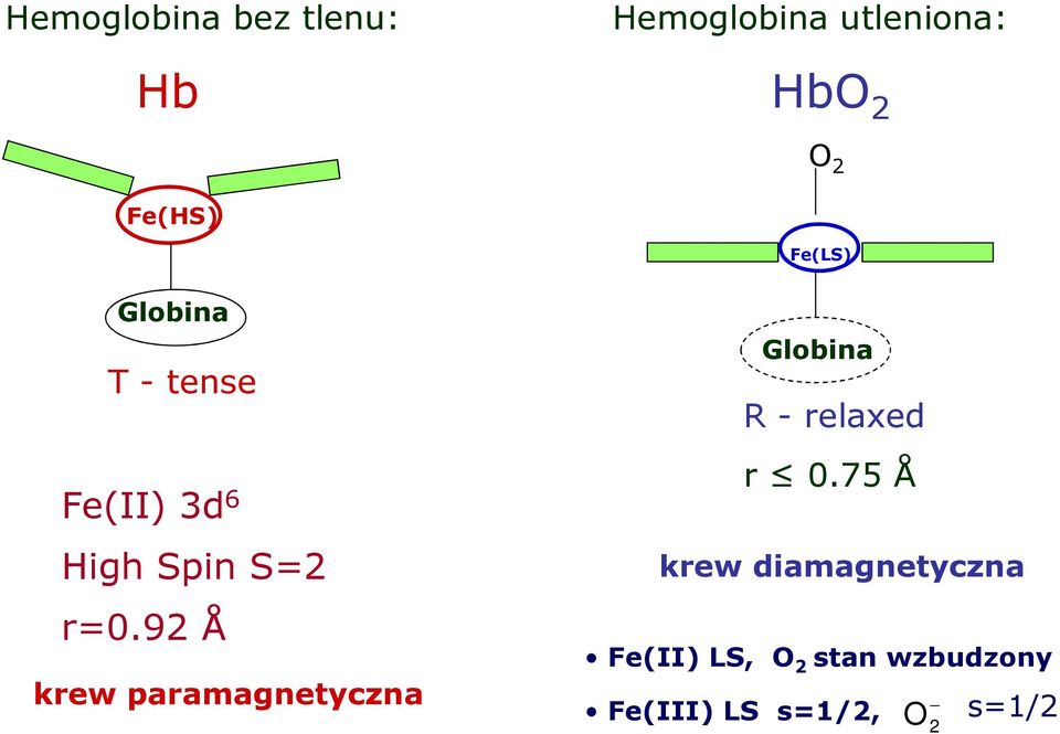 92 Å krew paramagnetyczna Globina R - relaxed r 0.