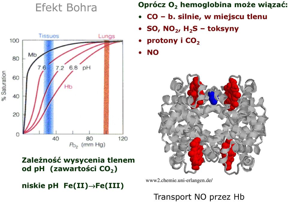 2 NO ZaleŜność wysycenia tlenem od ph (zawartości CO 2 )