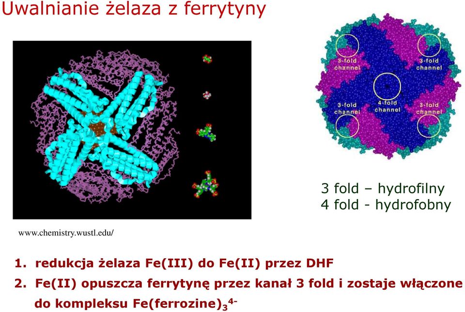 redukcja Ŝelaza Fe(III) do Fe(II) przez DHF 2.