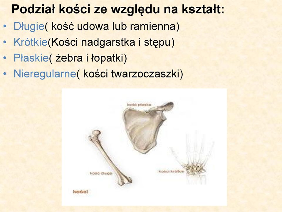 Krótkie(Kości nadgarstka i stępu)