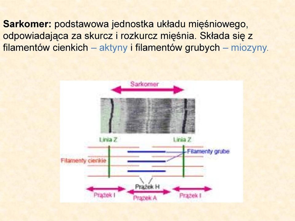 rozkurcz mięśnia.