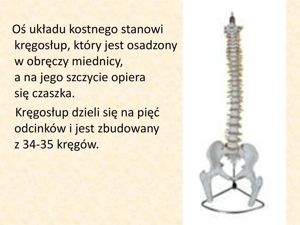 szczycie opiera się czaszka.