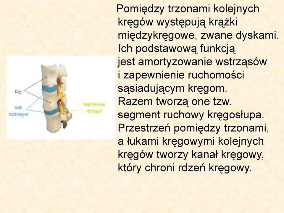 sąsiadującym kręgom. Razem tworzą one tzw. segment ruchowy kręgosłupa.