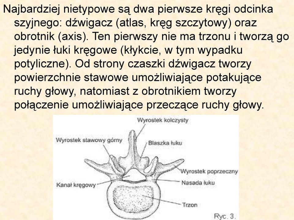 Ten pierwszy nie ma trzonu i tworzą go jedynie łuki kręgowe (kłykcie, w tym wypadku potyliczne).