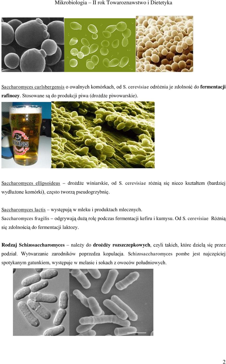 Saccharomyces lactis występują w mleku i produktach mlecznych. Saccharomyces fragilis odgrywają dużą rolę podczas fermentacji kefiru i kumysu. Od S.