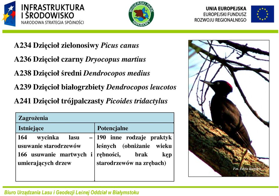 Picoides tridactylus 164 wycinka lasu usuwanie starodrzewów 166 usuwanie martwych i umierających drzew