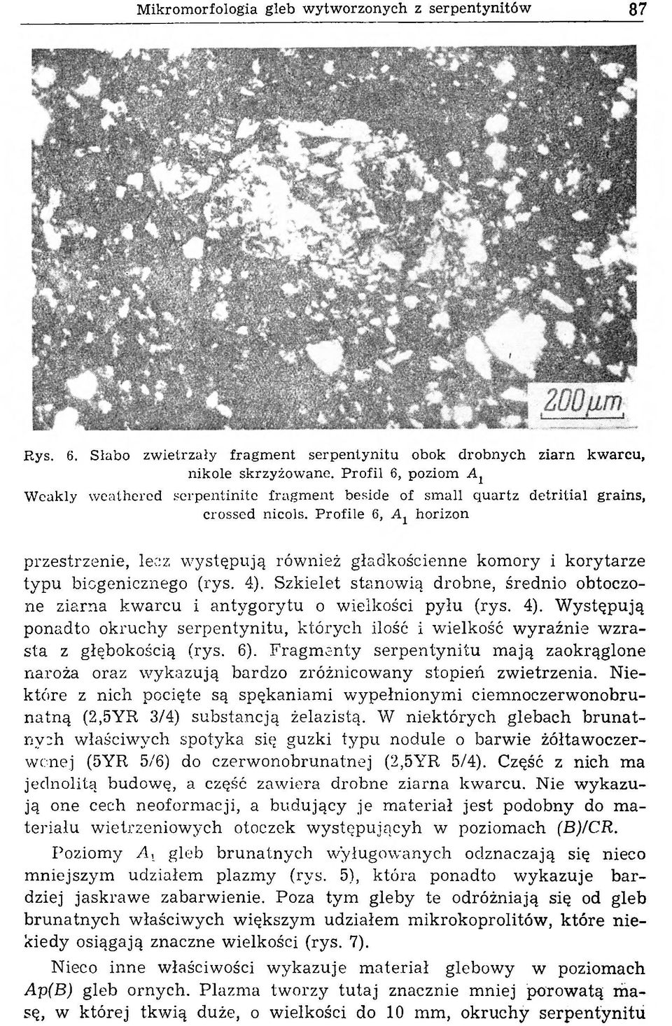 Profile 6, horizon przestrzenie, lecz występują również gładkościenne komory i korytarze typu biogenicznego (rys. 4).