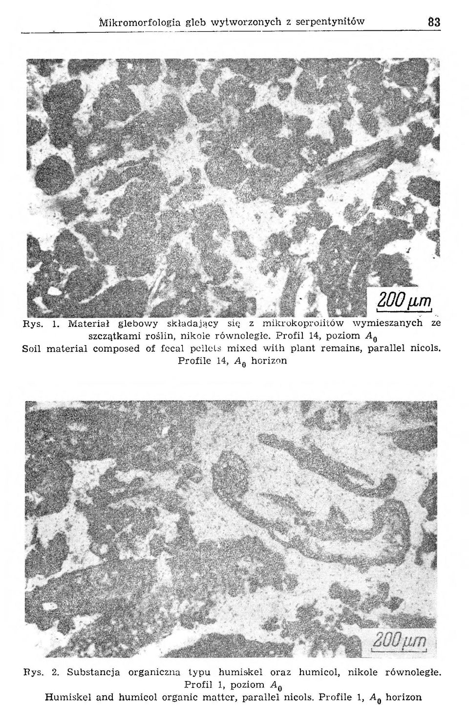 Profil 14, poziom A 0 Soil material composed of fecal pellets mixed with plant remains, parallel nicols.