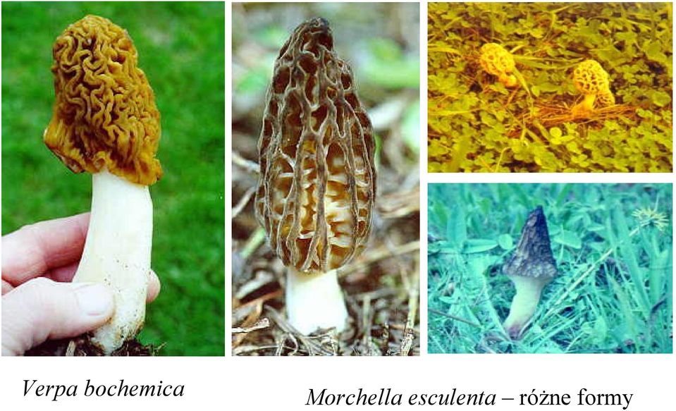 Morchella
