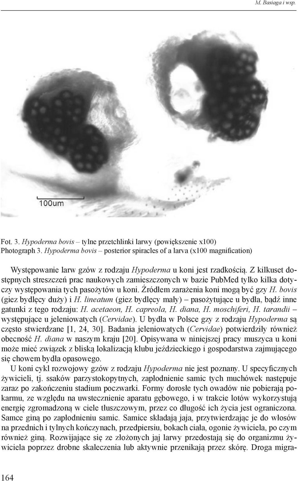 Z kilkuset dostępnych streszczeń prac naukowych zamieszczonych w bazie PubMed tylko kilka dotyczy występowania tych pasożytów u koni. Źródłem zarażenia koni mogą być gzy H.