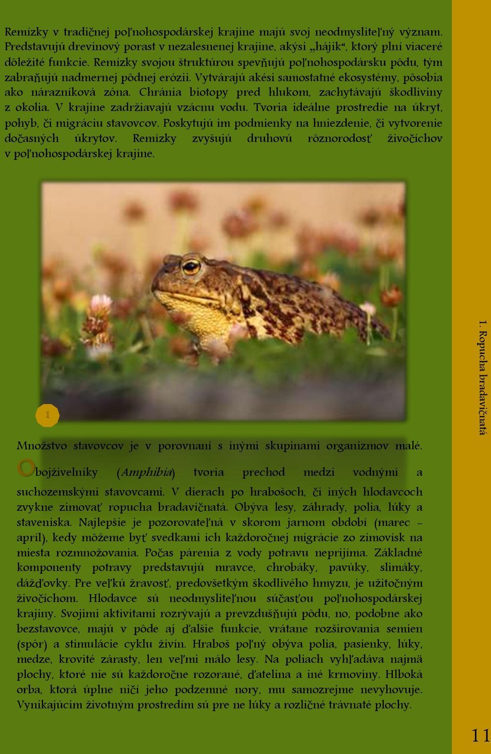 Chránia biotopy pred hlukom, zachytávajú škodliviny z okolia. V krajine zadržiavajú vzácnu vodu. Tvoria ideálne prostredie na úkryt, pohyb, či migráciu stavovcov.