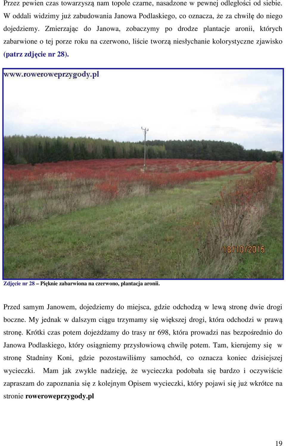 Zdjęcie nr 28 Pięknie zabarwiona na czerwono, plantacja aronii. Przed samym Janowem, dojedziemy do miejsca, gdzie odchodzą w lewą stronę dwie drogi boczne.
