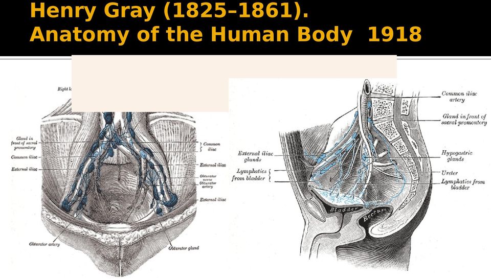 of the Human Body. 1918.