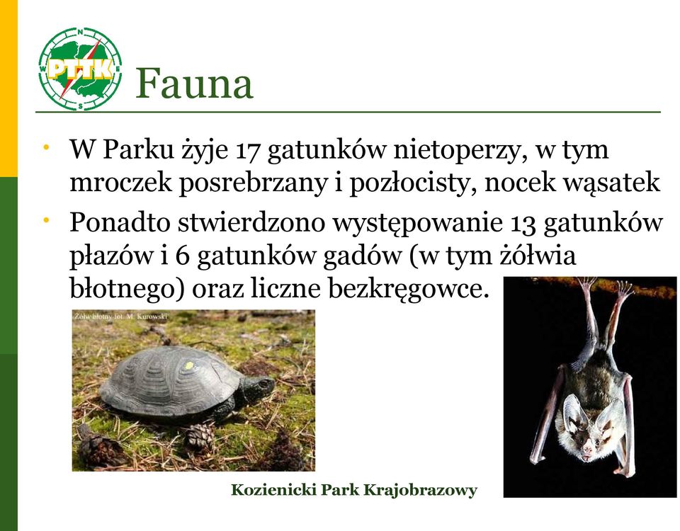 Ponadto stwierdzono występowanie 13 gatunków płazów i