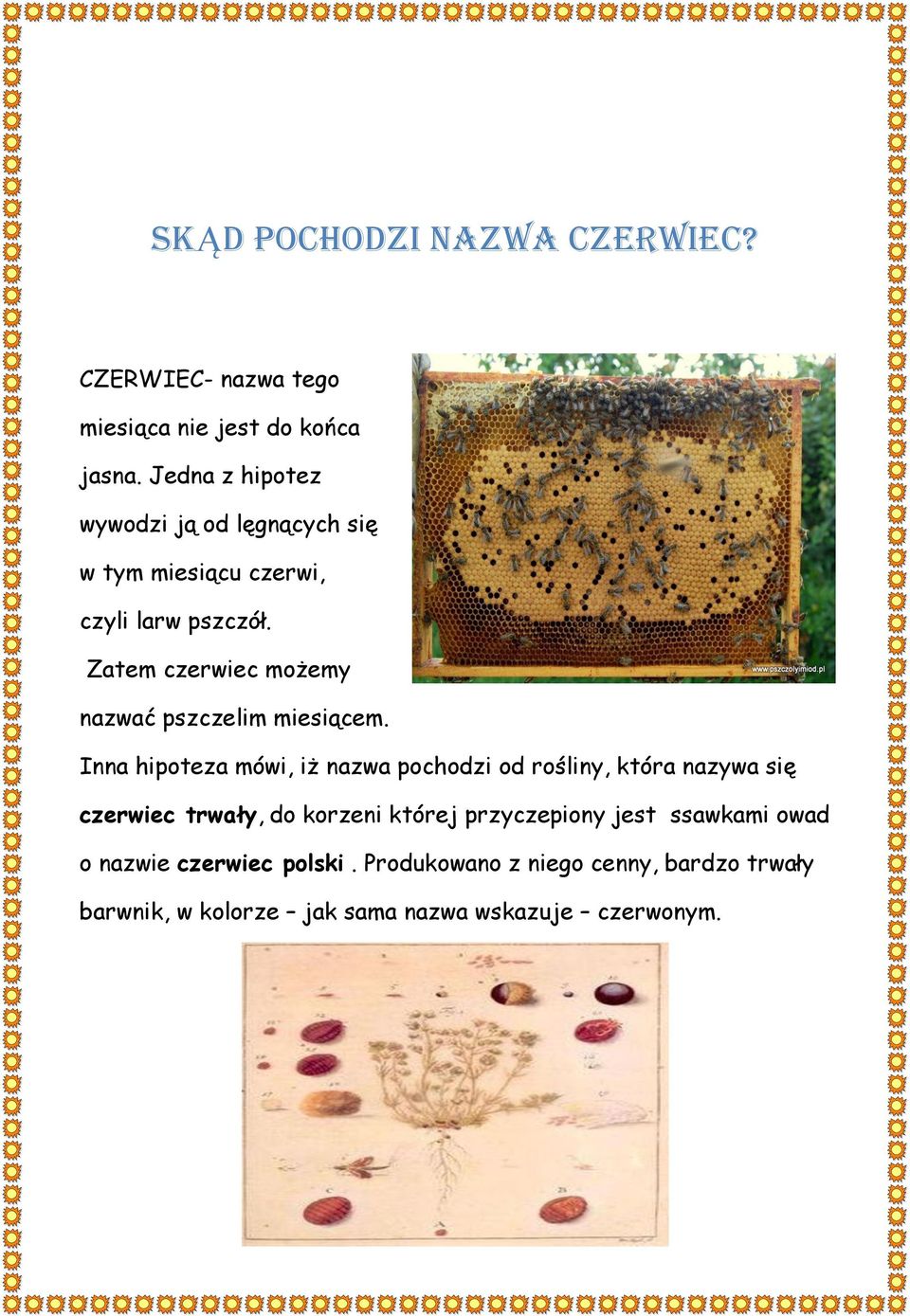 Zatem czerwiec możemy nazwać pszczelim miesiącem.