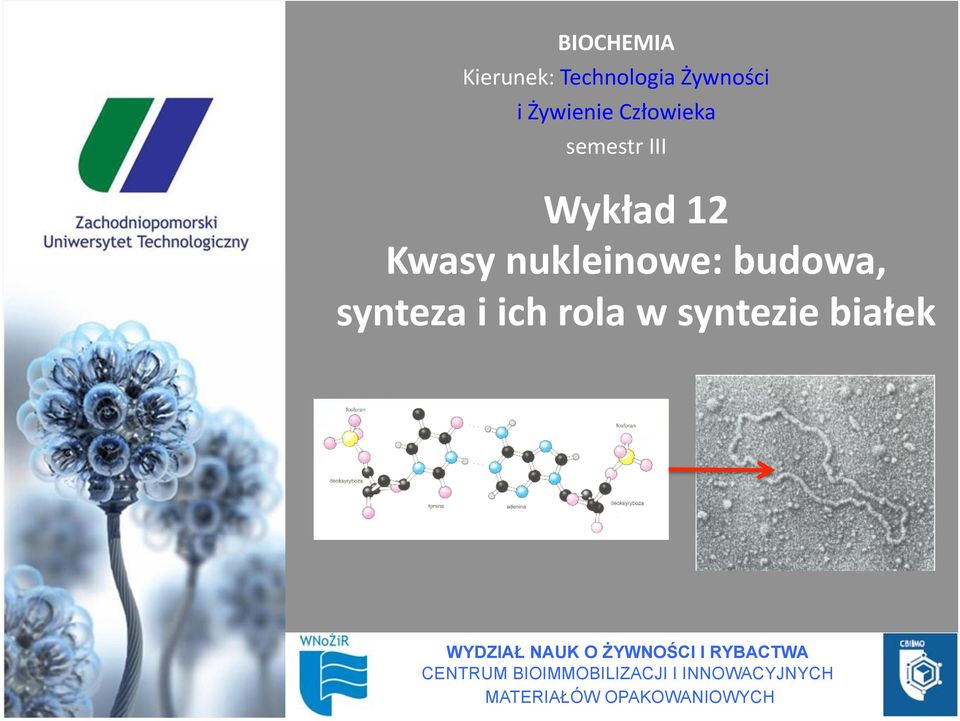 rola w syntezie białek WYDZIAŁ NAUK O ŻYWNOŚCI I RYBACTWA