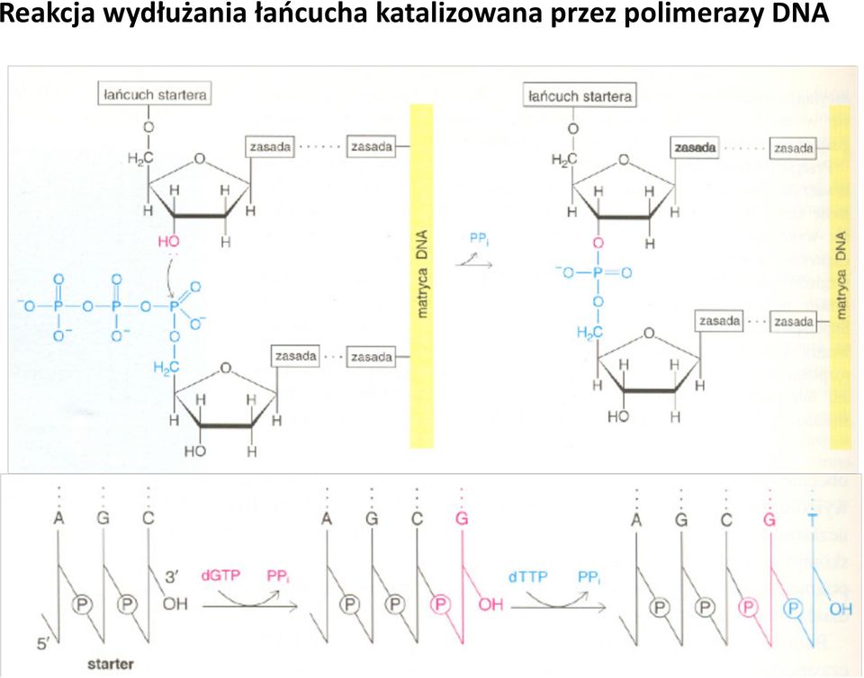 łańcucha