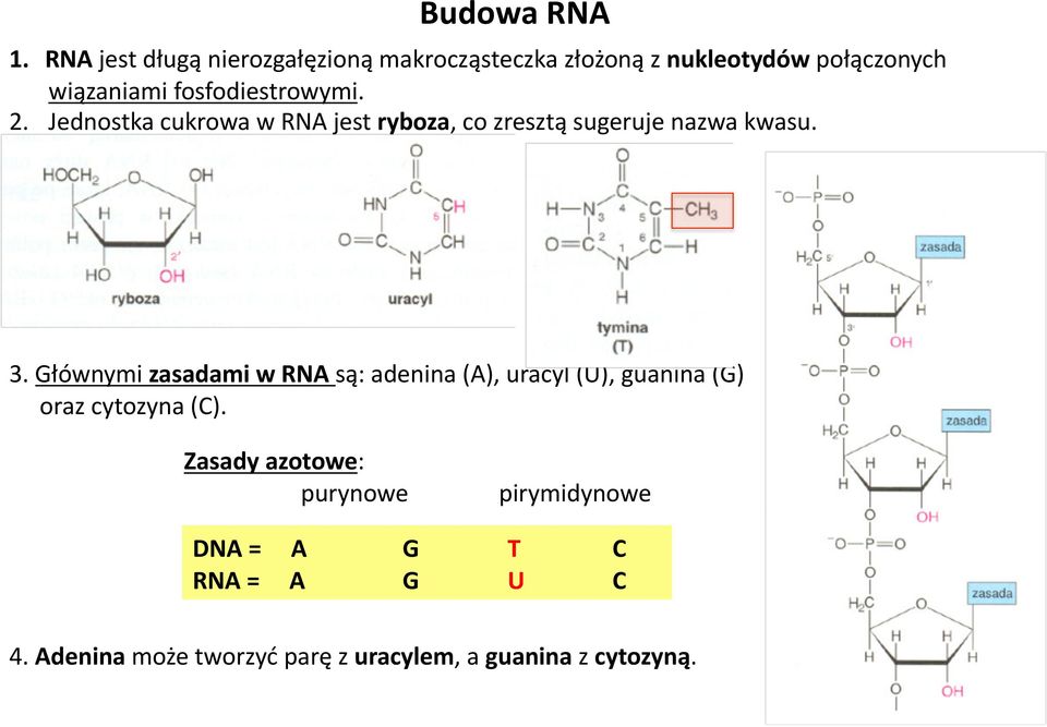 fosfodiestrowymi. 2. Jednostka cukrowa w RNA jest ryboza, co zresztą sugeruje nazwa kwasu. 3.