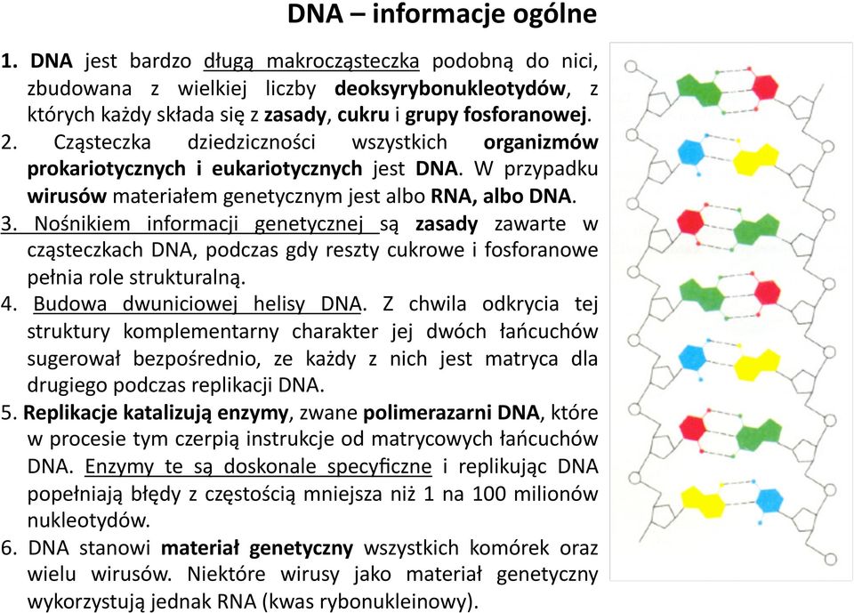 Nośnikiem informacji genetycznej są zasady zawarte w cząsteczkach DNA, podczas gdy reszty cukrowe i fosforanowe pełnia role strukturalną. 4. Budowa dwuniciowej helisy DNA.