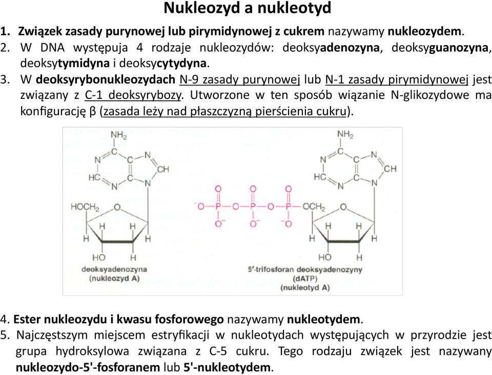 W deoksyrybonukleozydach N- 9 zasady purynowej lub N- 1 zasady pirymidynowej jest związany z C- 1 deoksyrybozy.