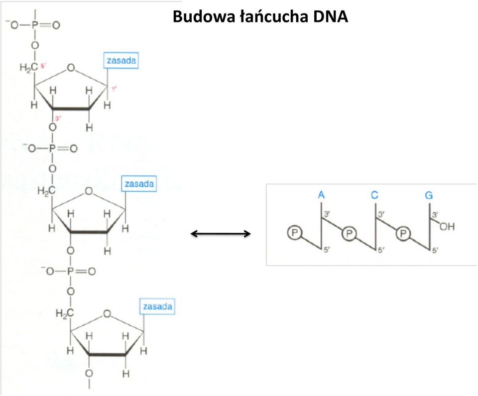 DNA