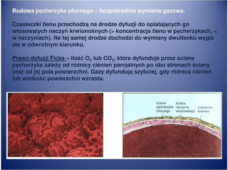 < w naczyniach). Na tej samej drodze dochodzi do wymiany dwutlenku węgla ale w odwrotnym kierunku.