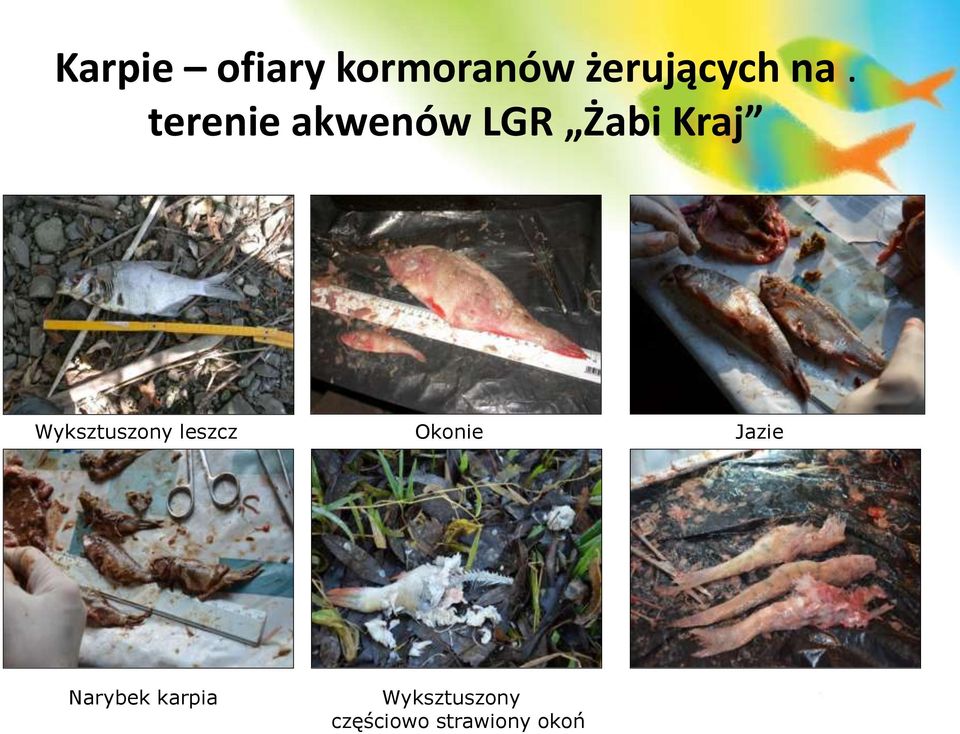 Wyksztuszony leszcz Okonie Jazie