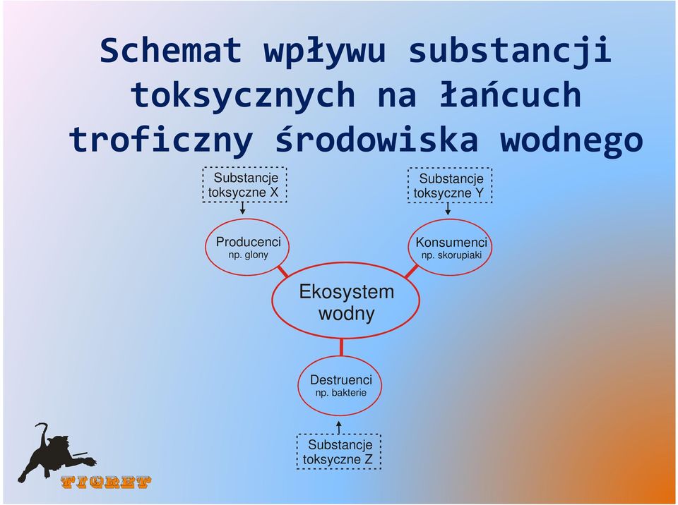 toksyczne Y Producenci np. glony Konsumenci np.