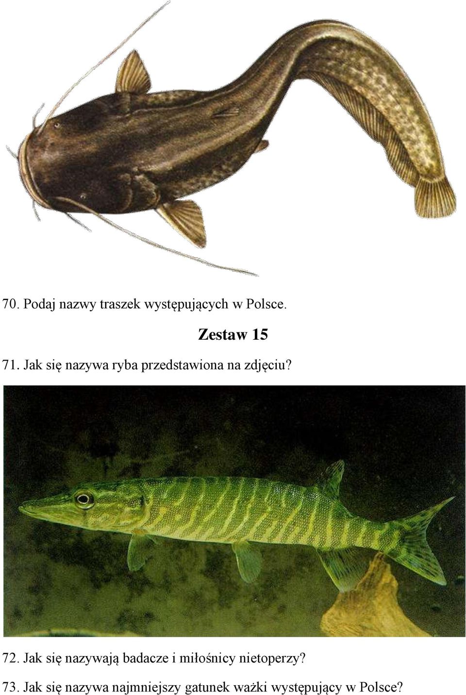 Jak się nazywa ryba przedstawiona na zdjęciu? 72.