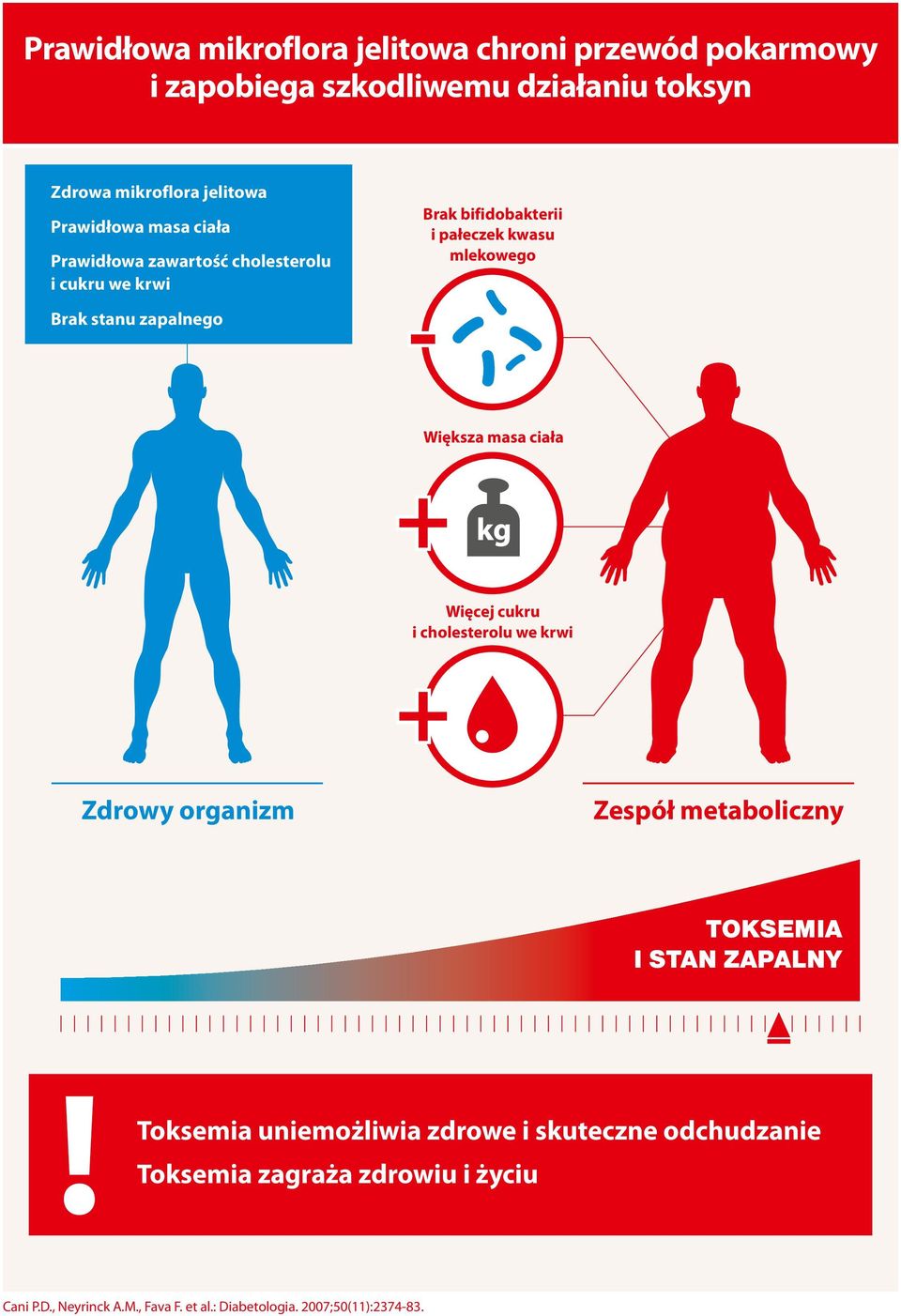 Większa masa ciała Więcej cukru i cholesterolu we krwi Zdrowy organizm Zespół metaboliczny TOKSEMIA I STAN ZAPALNY Toksemia