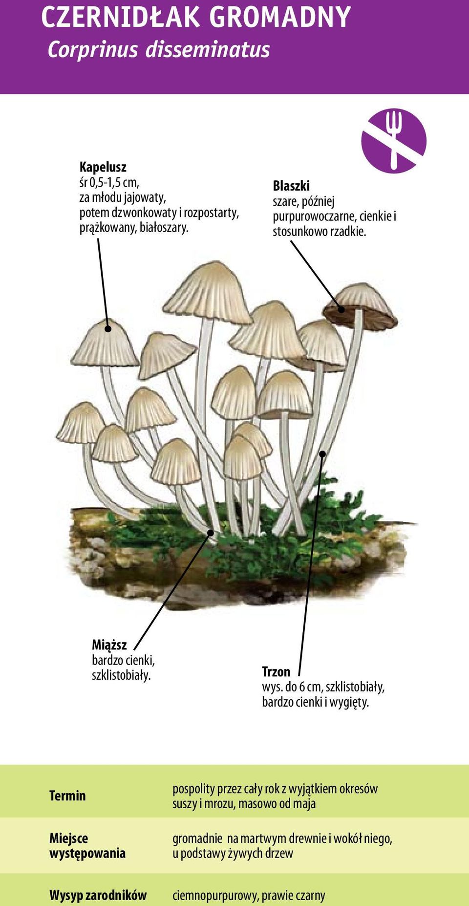 miąższ bardzo cienki, szklistobiały. trzon wys. do 6 cm, szklistobiały, bardzo cienki i wygięty.