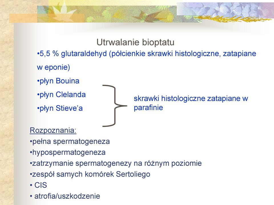 zatapiane w parafinie Rozpoznania: pełna spermatogeneza hypospermatogeneza