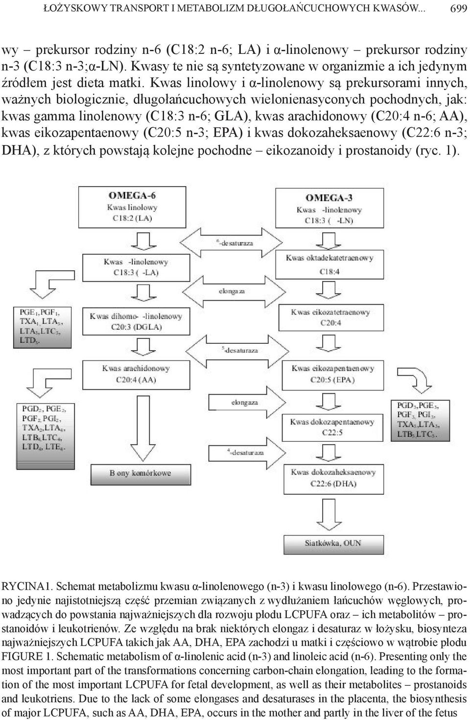 Kwas linolowy i α-linolenowy są prekursorami innych, ważnych biologicznie, długołańcuchowych wielonienasyconych pochodnych, jak: kwas gamma linolenowy (C18:3 n-6; GLA), kwas arachidonowy (C20:4 n-6;