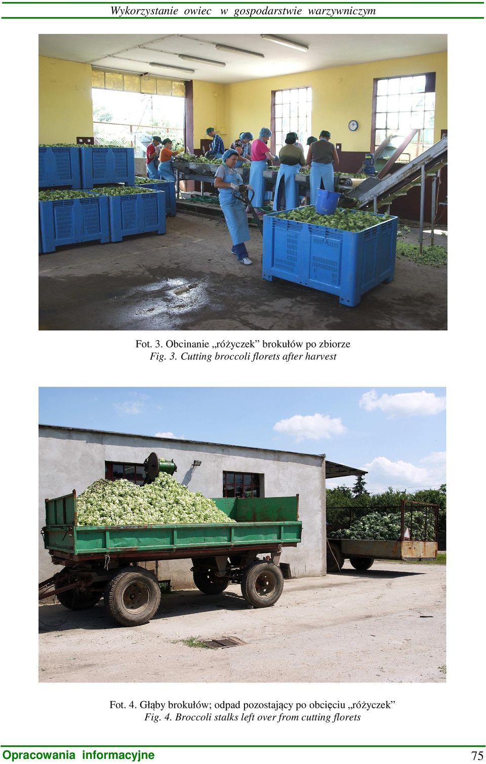 Cutting broccoli florets after harvest Fot. 4.