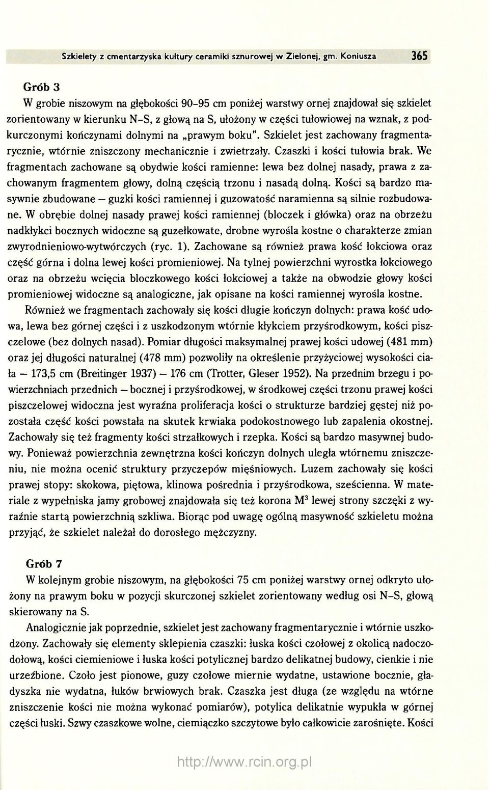 podkurczonymi kończynami dolnymi na prawym boku". Szkielet jest zachowany fragmentarycznie, wtórnie zniszczony mechanicznie i zwietrzały. Czaszki i kości tułowia brak.