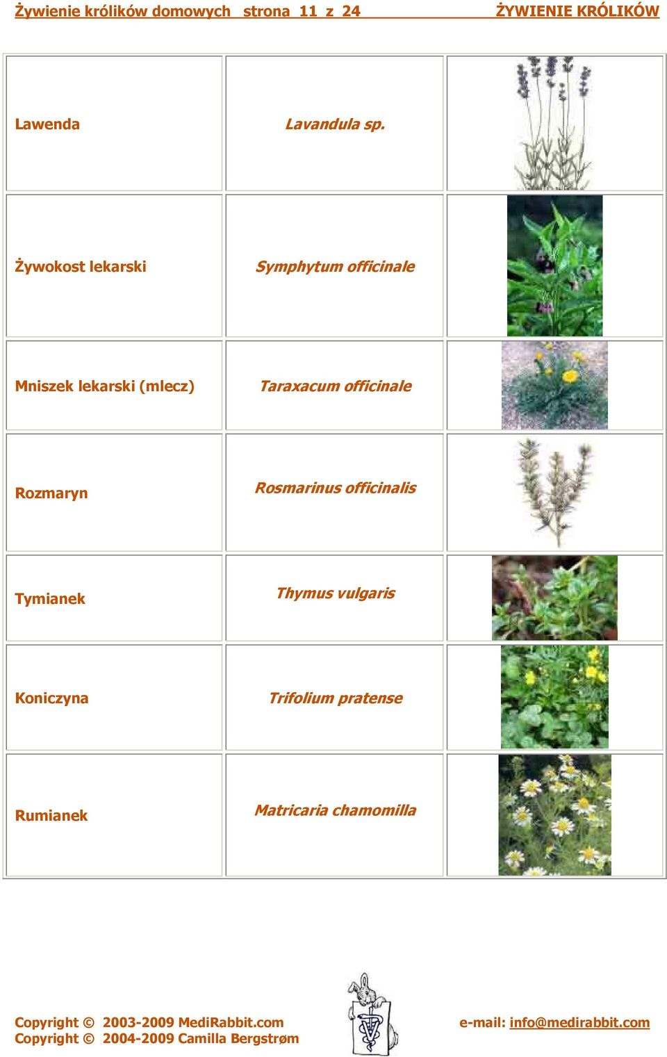 Taraxacum officinale Rozmaryn Rosmarinus officinalis Tymianek