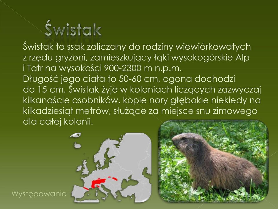 n.p.m. Długość jego ciała to 50-60 cm, ogona dochodzi do 15 cm.
