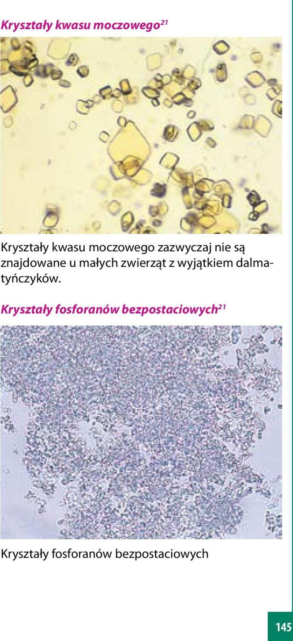 zwierząt z wyjątkiem dalmatyńczyków.