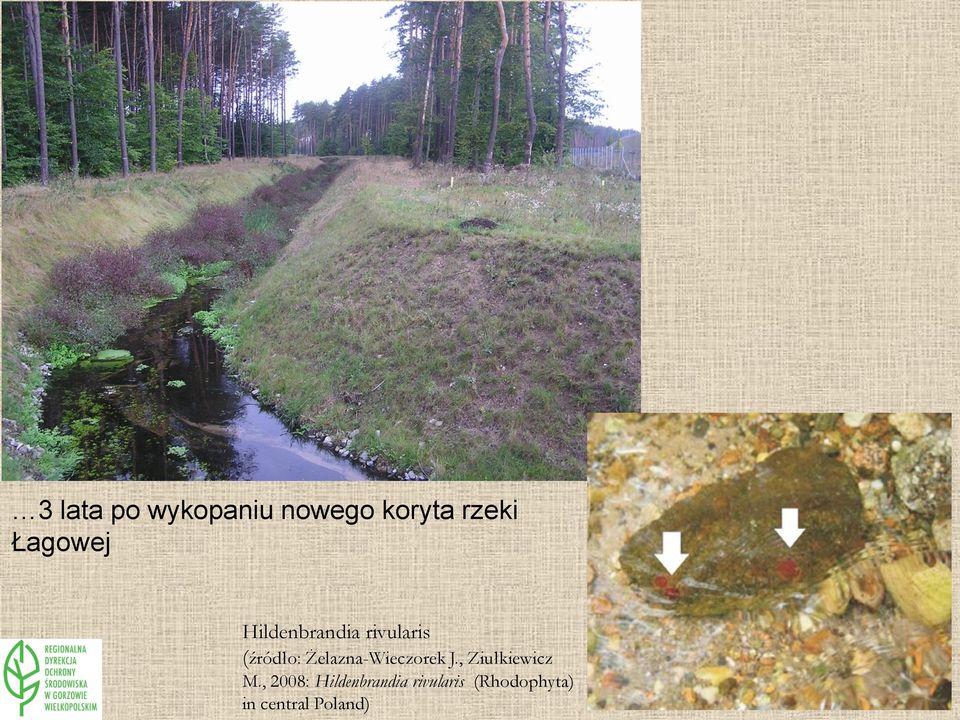 Żelazna-Wieczorek J., Ziułkiewicz M.