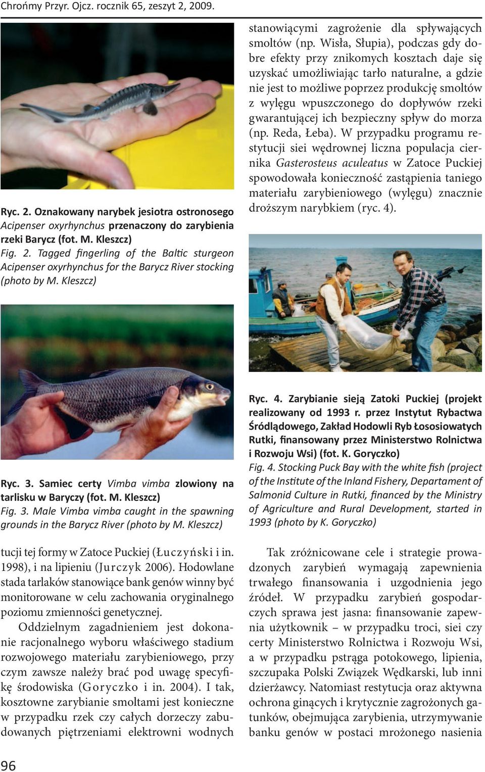 Wisła, Słupia), podczas gdy dobre efekty przy znikomych kosztach daje się uzyskać umożliwiając tarło naturalne, a gdzie nie jest to możliwe poprzez produkcję smoltów z wylęgu wpuszczonego do dopływów