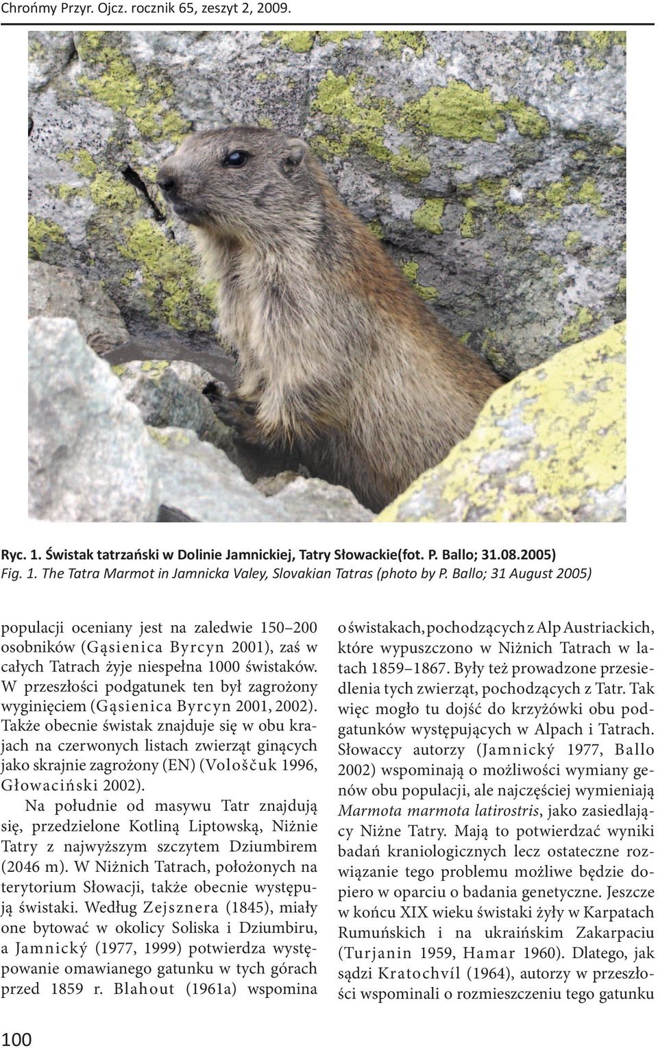W przeszłości podgatunek ten był zagrożony wyginięciem (Gąsienica Byrcyn 2001, 2002).